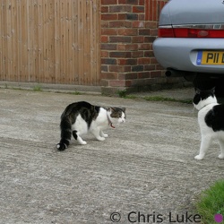 Canvey Cats